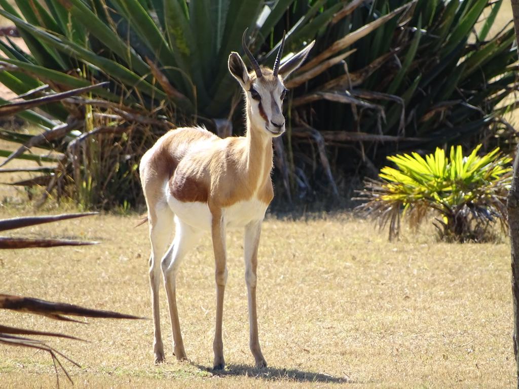 Abba Game Lodge โมดิมอเลอ ภายนอก รูปภาพ